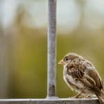 Panel ogrodzeniowy 180×250 – trwałe i estetyczne ogrodzenie Twojej posesji