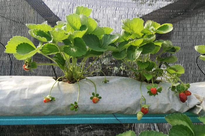 Buah Strawberry Palong 15
