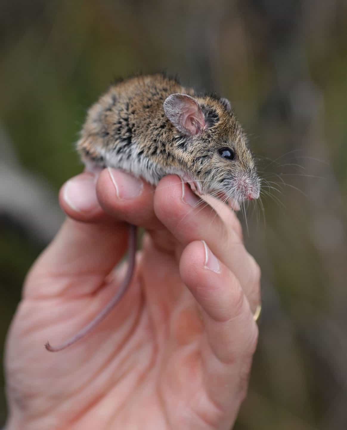 Fears grow as Australian native mouse remains unseen 