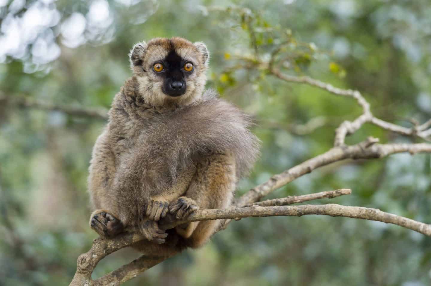 Lemurs Recognise Their Kin In Photos