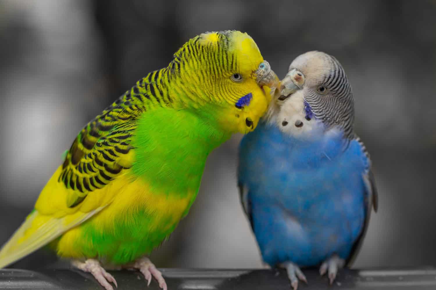 For budgies brains beat brawn in mating game