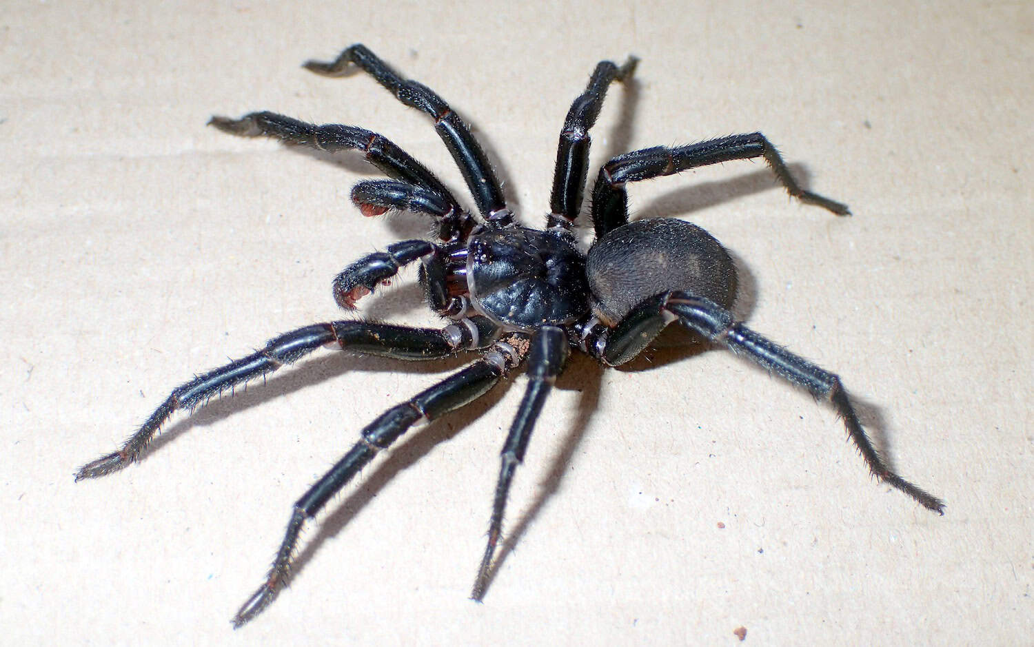 australia-has-yet-another-large-scary-spider