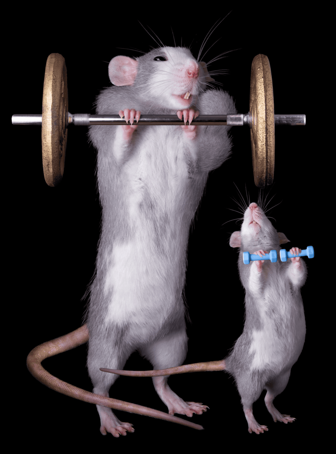 strength-training-mice-lose-liver-fat-improve-blood-glucose