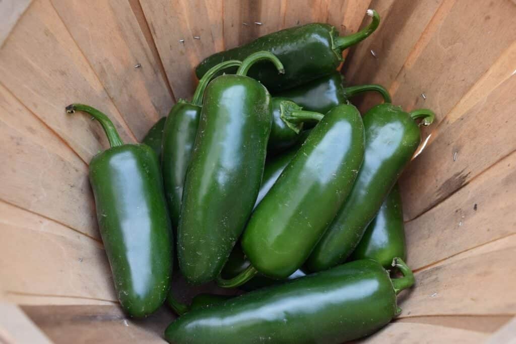 Growing Jalapenos from Seeds to Potted Plants Grow Hot Peppers