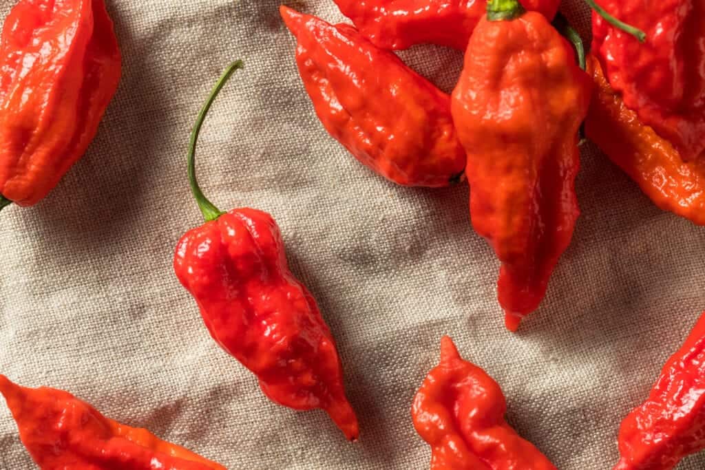 Ghost Pepper Plant Scoville, Colors and [Updated] Grow Guide