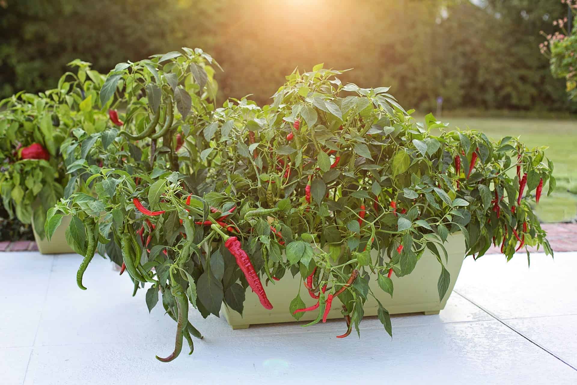Cayenne Pepper A Delicious Chile In Your Garden Grow