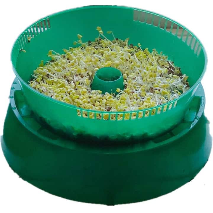 how to grow broccoli sprouts in trays