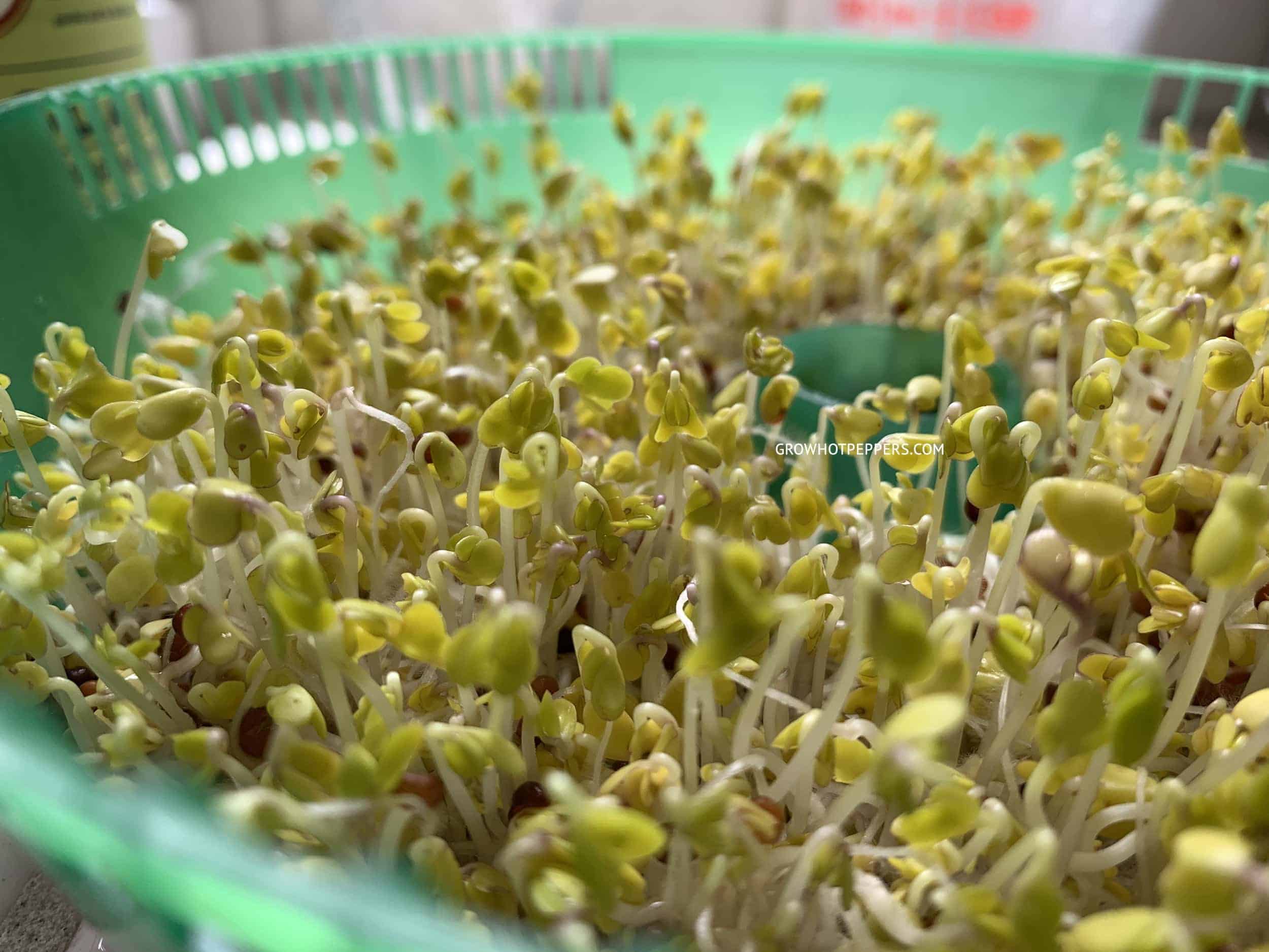 broccoli1 broccoli sprouts growing in tray