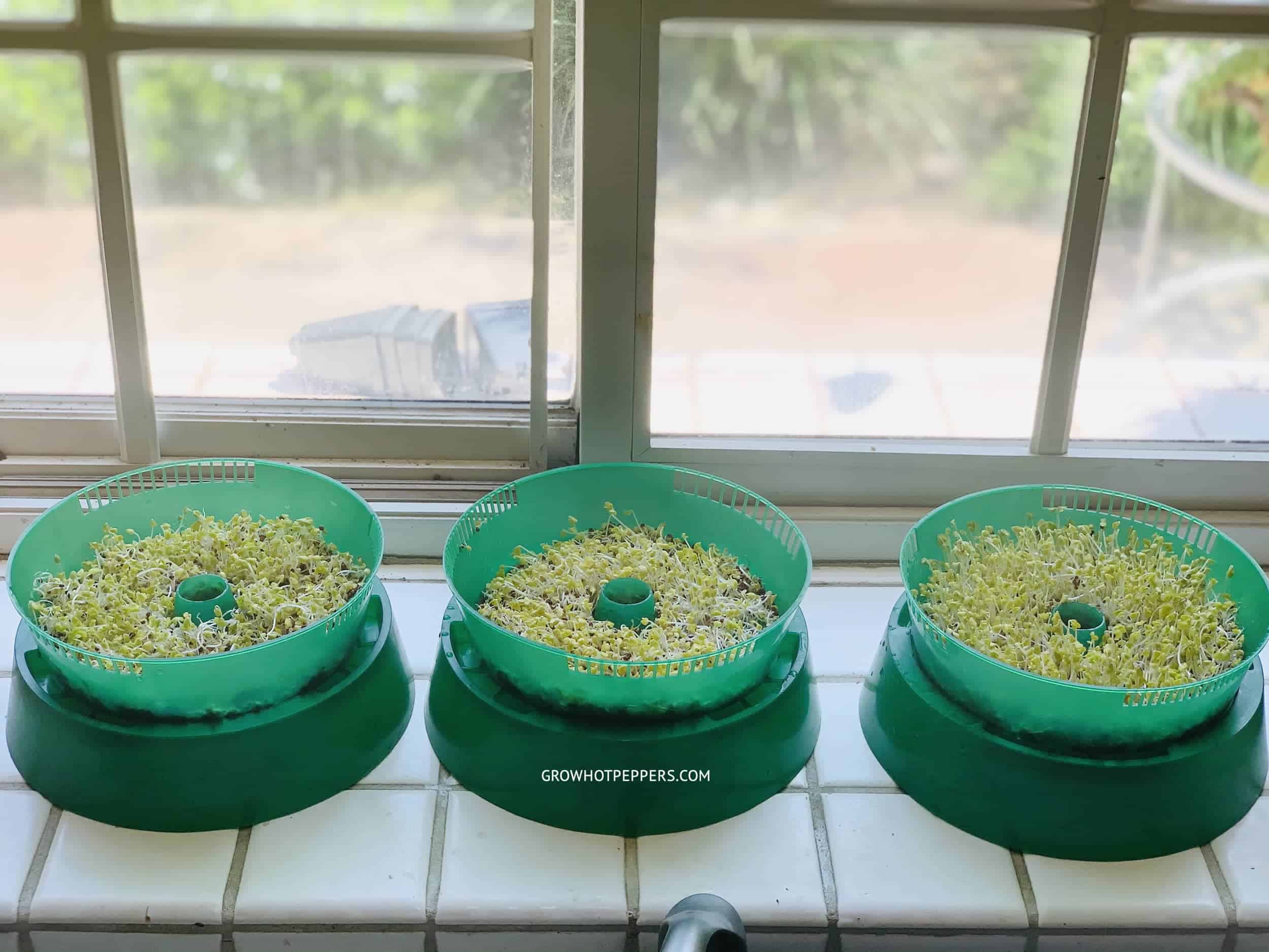 broccoli2 Leaving broccoli sprout trays in a sunny windowsill