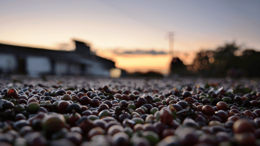 Fresh coffee beans on a field