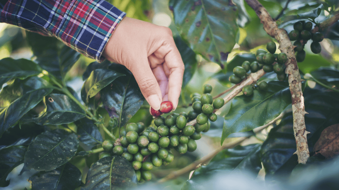 Hand harvesting coffee cherries from plant 