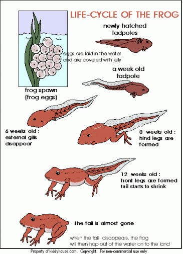 Life Cycle Of A Frog Kiddyhouse Com