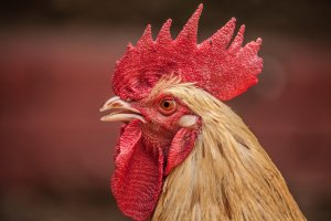 All About Chickens For Kids And Teachers Kiddyhouse Com Hen videos for children, more chickens for kids, featuring hens. about chickens for kids and teachers