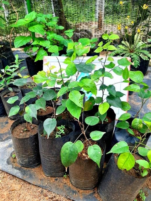 Gal Siyambala Dialium Indum Velvet Tamarind Arunalu Plants Sur.ly for wordpress sur.ly plugin for wordpress is free of charge. gal siyambala dialium indum velvet