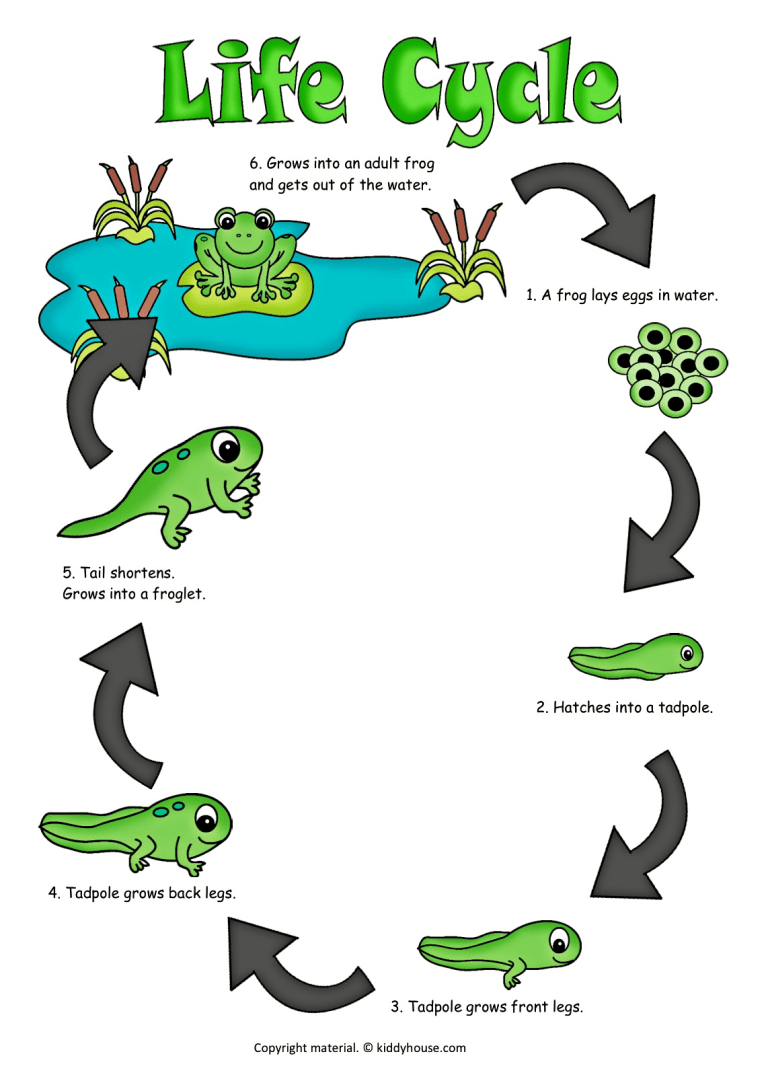 Life Cycle Of A Frog Printable Life Cycle Of A Frog Printable