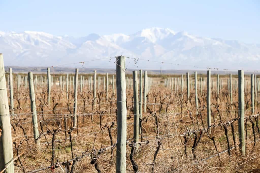The Best Wineries in Mendoza A Guide to Wine Tasting in Mendoza