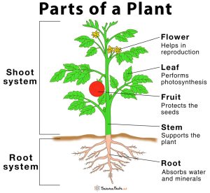 Parts-of-a-Plant-Diagram - TED IELTS