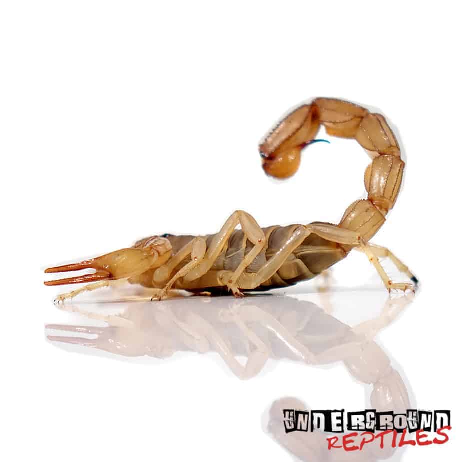 Egyptian Yellow Fat Tail Scorpion - Underground Reptiles