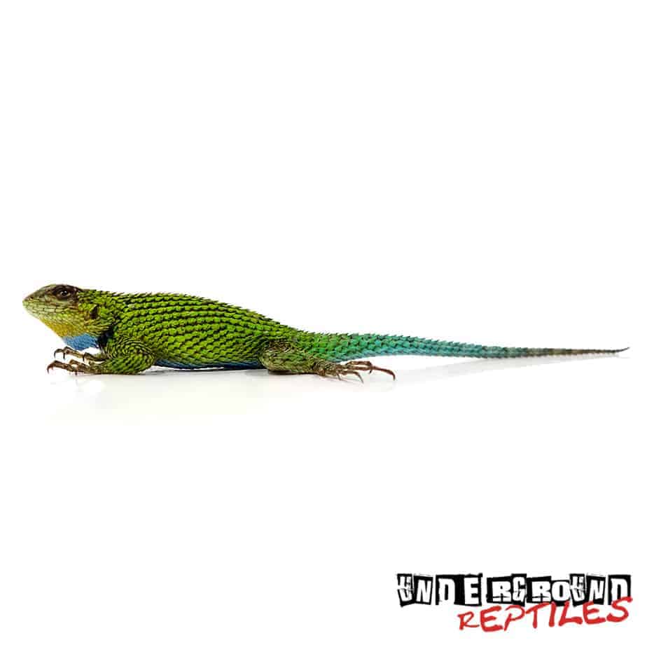 Emerald Swifts For Sale - Underground Reptiles