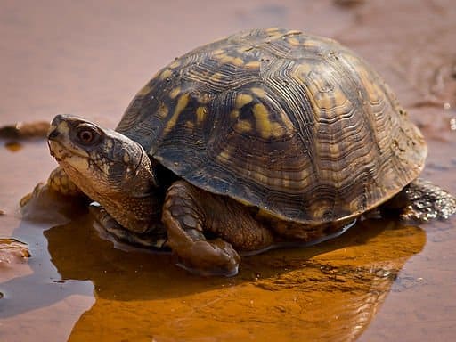 Eastern Box Turtle - Terrapene carolina -