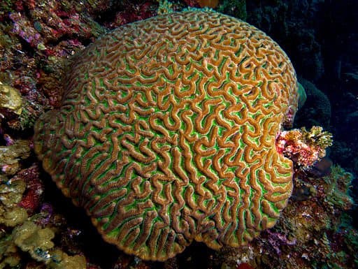 Giant Brain Coral Colpophyllia Natans