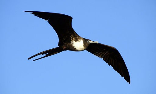 Magnificent Frigatebird