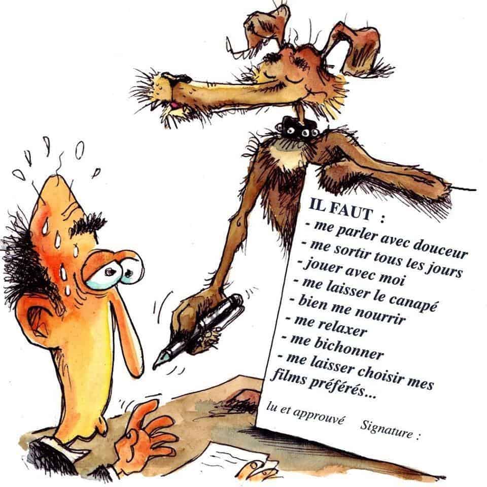 Comment Devenir Famille D Accueil Pour Chien
