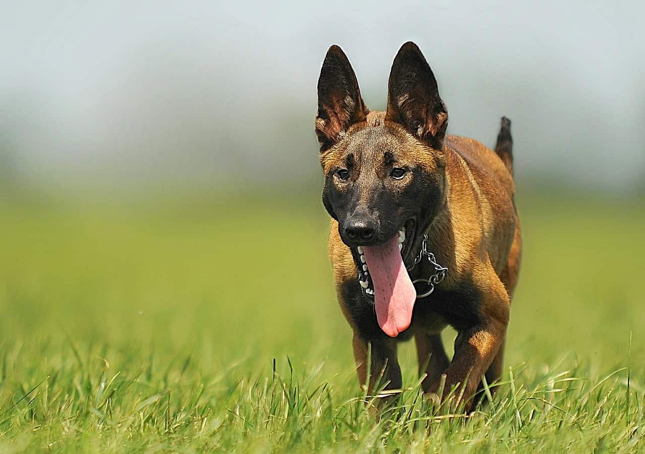 Le Berger Belge Malinois Prix Caractere Alimentation Et Education