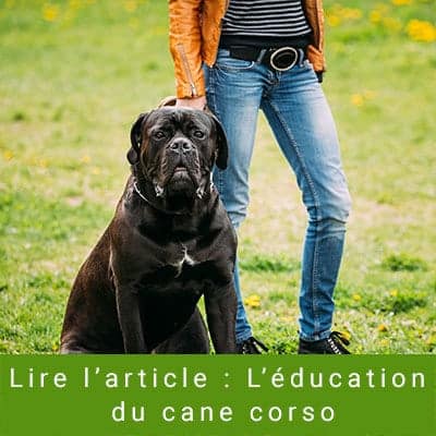Cane Corso Tous Les Secrets Sur L Education Alimentation Caractere