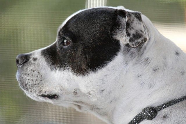 Le Staffordshire Bull Terrier Prix Caractere Alimentation Et Education