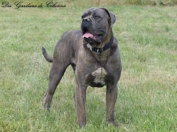 Quelle Est La Difference Entre Un Cane Corso Gris Et Bleu