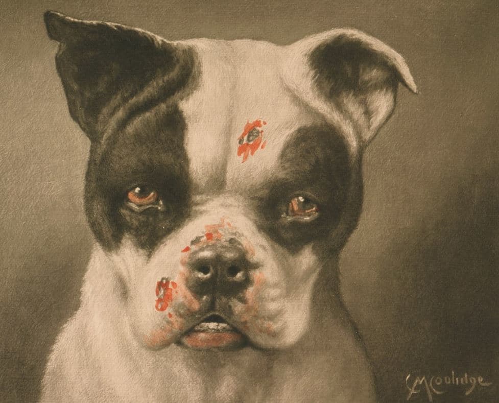 Est-ce qu'un chien peut dormir dehors ?