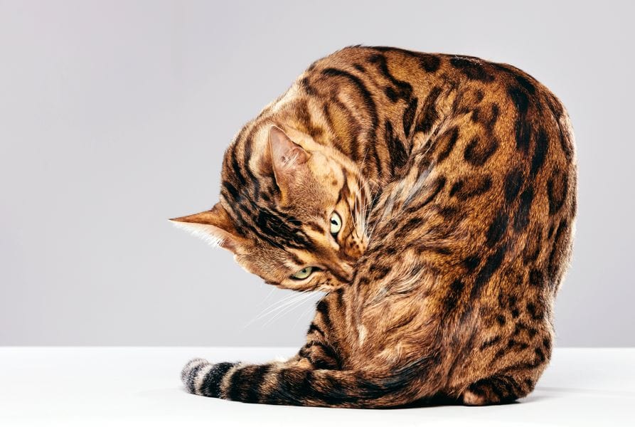 Comment Apprendre A Un Chat A Ne Pas Faire Pipi Partout Comment Apprendre A Un Chat A Ne Pas Faire Pipi Partout