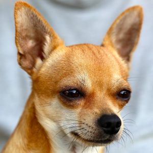 smooth chihuahua