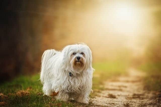 havanese picky eater