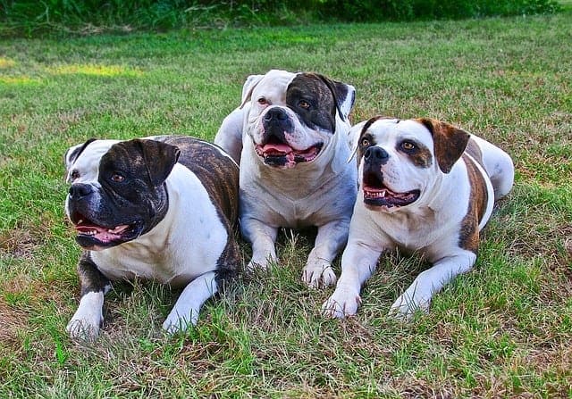 best dog food for english bulldogs 2018