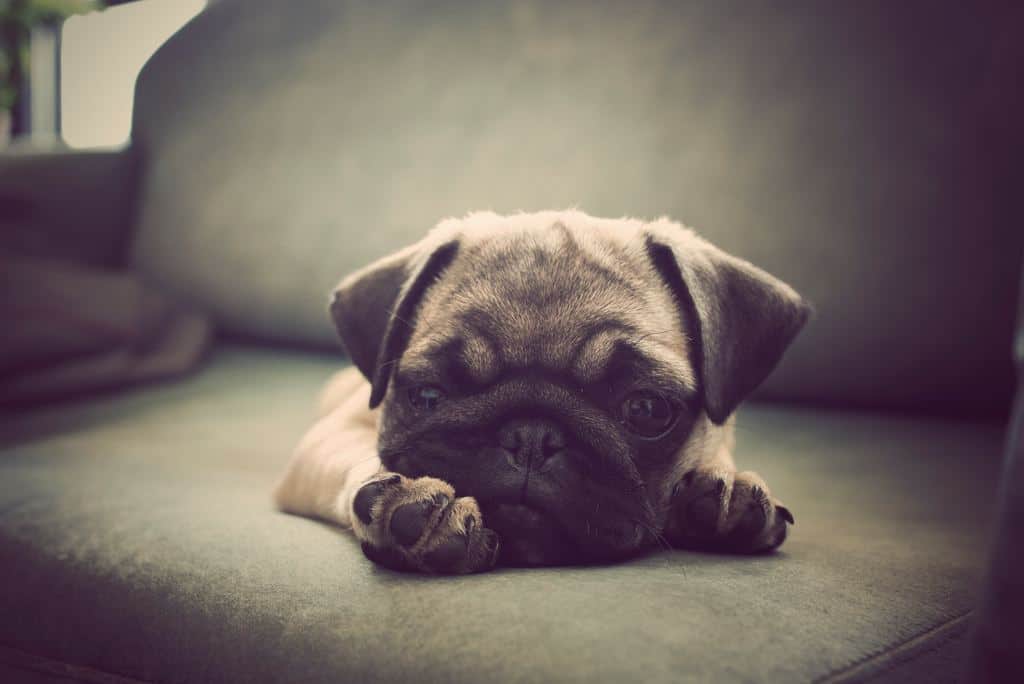 pug sleeping