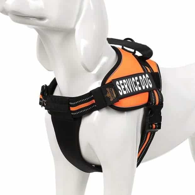best dog harness for golden retriever