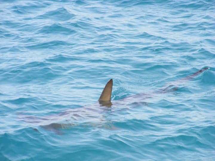 requins une menace à la Réunion