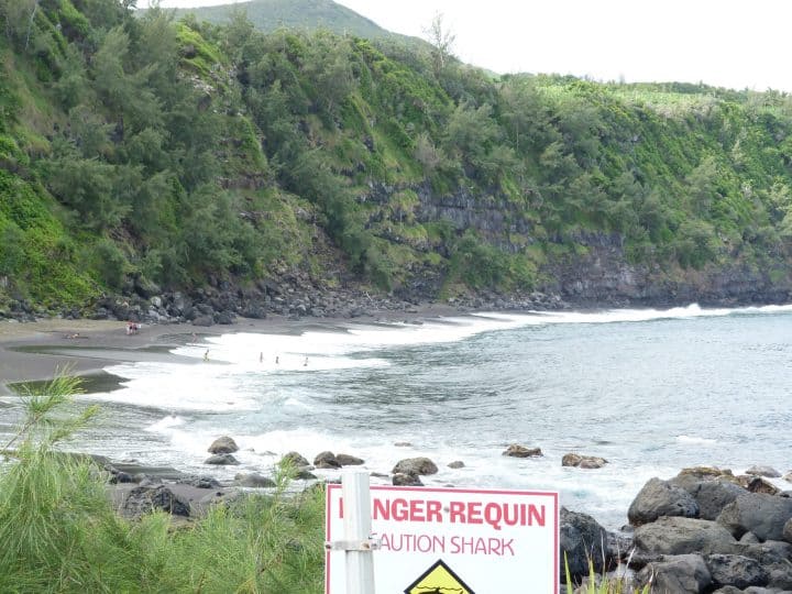 Les dangers occasionnés par les requins de la Réunion