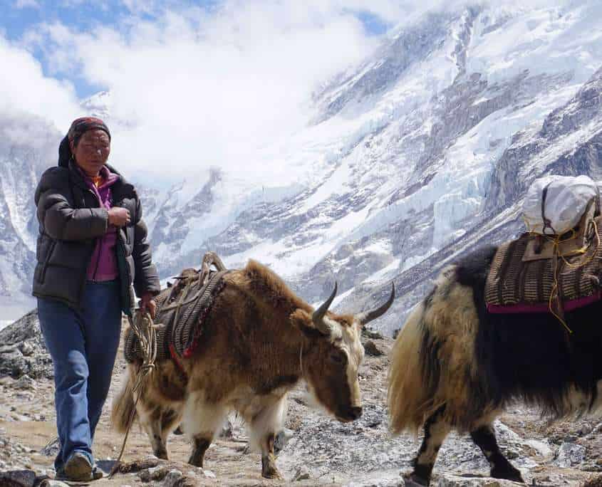 It is common top see yaks on the Everest Base Camp route