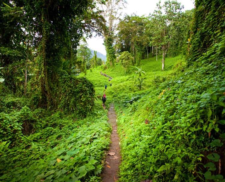 Walking through the Kokoda Track jungle