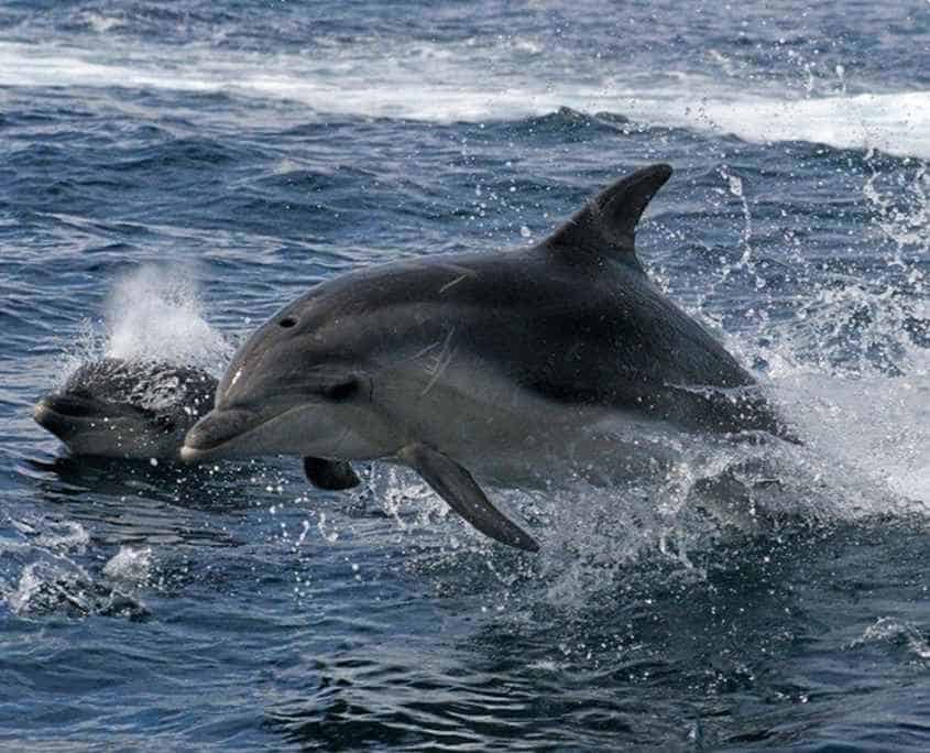 A dolphin on the wilderness cruise on the Three Capes Track