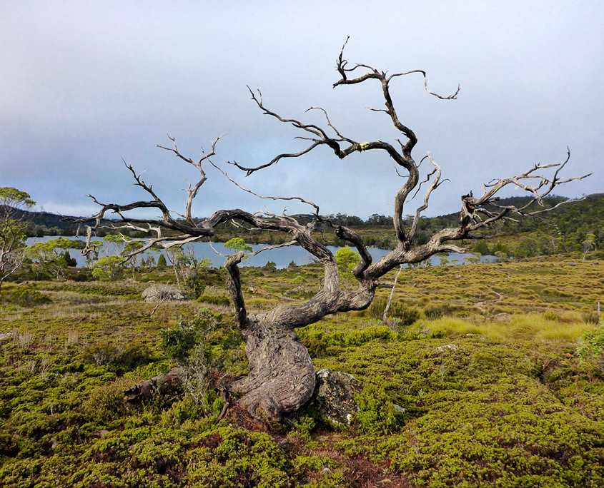 Beautiful old tree on the Overland Track