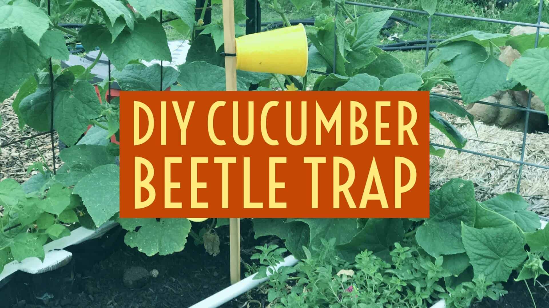 EASY DIY Cucumber Beetle Trap From Seed to Spoon Vegetable Garden