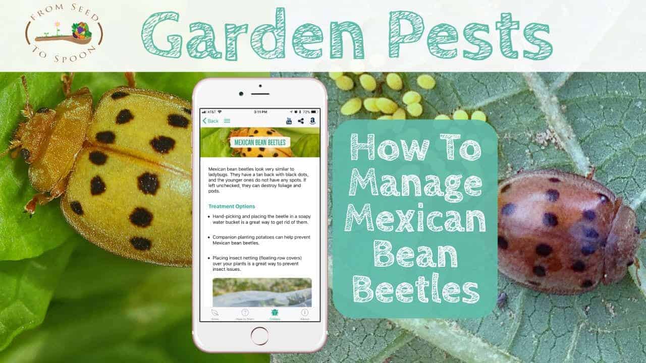 How to Manage Mexican Bean Beetles in Your Garden From Seed to Spoon