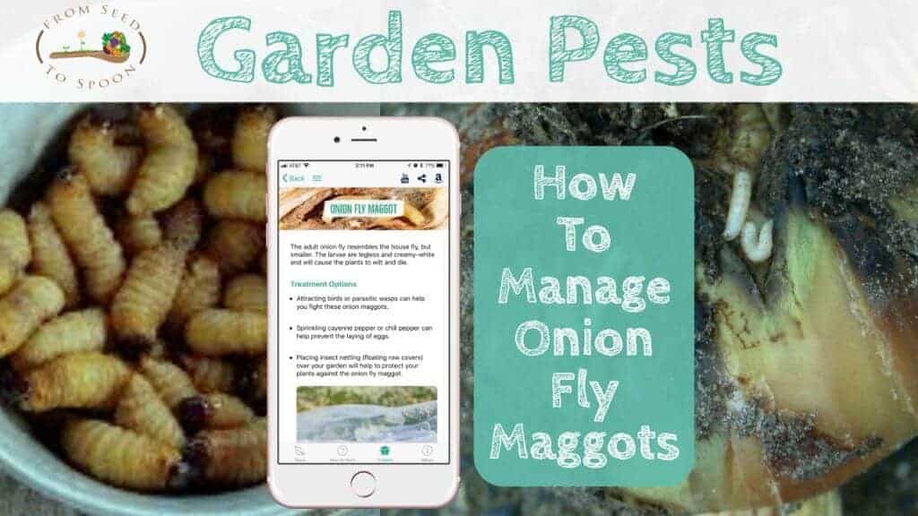 How to Manage Onion Fly Maggots in Your Garden From Seed to Spoon