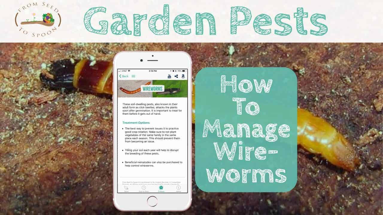 How to: Manage Wireworms in Your Garden - From Seed to Spoon Vegetable ...