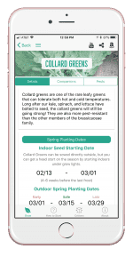 Collard Greens: How to Grow and When to Plant in Your Backyard or Patio