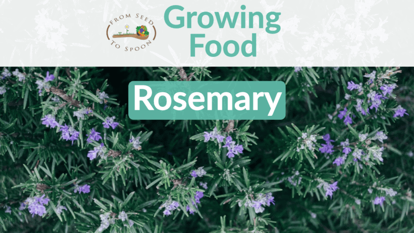Rosemary How To Grow And When To Plant In Your Backyard Or Patio Garden From Seed To Spoon Vegetable Garden Planner Mobile App Rosemary How To Grow And When To Plant In Your Backyard Or Patio Garden From Seed To Spoon Vegetable Garden Planner Mobile App
